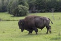 Huge American bison seen in profile walking on grass Royalty Free Stock Photo