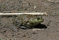 Huge American Bullfrog Royalty Free Stock Photo