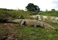 Huge american crocodile,tarcoles river,costa rica Royalty Free Stock Photo