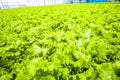 Huge ammount of salad - organic food Royalty Free Stock Photo