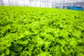 Huge ammount of salad - organic food Royalty Free Stock Photo