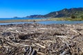 Huge amount of driftwood washed ashore. Tokomaru Bay, New Zealand