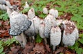 A huge amount of those inky mushrooms Royalty Free Stock Photo