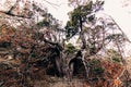 Huge ancient juniper in Utrish reserve in Russia. A large coniferous semi-dry tree was broken by lightning, but still alive.