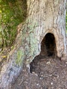 Huge ancient old tree bark roots base with deep hollow and moss Royalty Free Stock Photo