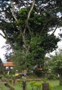 A huge sacred tree stands in a field beside a country road.