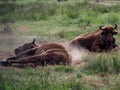 Bison on vacation bathe in the dust of the horn is always ready not to come close