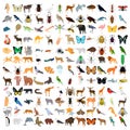 Huge animals color flat icons set