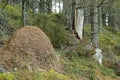 A huge ant hill mound in a wood in Scotland Royalty Free Stock Photo