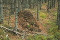 A huge ant hill mound in a wood in Scotland Royalty Free Stock Photo