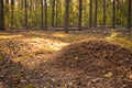 Huge  ant hill in the summer sunny pine forest Royalty Free Stock Photo