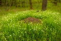 Huge anthill in on a forest glade