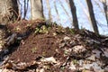 Huge anthill in the spring forest. Ant hill in wood scene