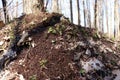 Huge anthill in the spring forest. Ant hill in wood scene Royalty Free Stock Photo