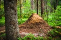 Huge anthills in the coniferous forest near the ecological trail of the village of Komarovo.Gulf of Finland, Coastal zone Royalty Free Stock Photo