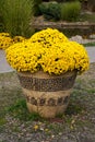 A huge antique vase with yellow flowers. Royalty Free Stock Photo