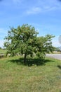 huge apple tree with many apples Royalty Free Stock Photo