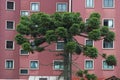 A huge araucaria in front of a residential building