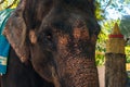 Huge Asian elephant in the camp. The tourist come to Thailand for travelling and need to see elephant family