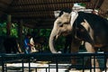 Huge Asian elephant in the camp. The tourist come to Thailand for travelling and need to see elephant family