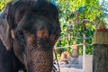 Huge Asian elephant in the camp. The tourist come to Thailand for travelling and need to see elephant family