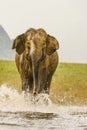 Huge asian wild elephant charging on water