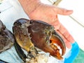 Giant Mud Crab. Scylla serrata Royalty Free Stock Photo