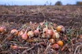 A huge autumn field with onion crop grown by drip irrigation technology. The bulbs are mechanically selected from the soil and