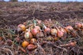 A huge autumn field with onion crop grown by drip irrigation technology. The bulbs are mechanically selected from the soil and