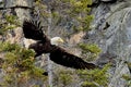Bald Eagle On The Hunt