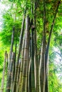 Huge bamboo plants in the rainforest climate