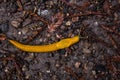 Huge banana slug in the forest Royalty Free Stock Photo