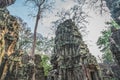 Huge Banyan Tree Ancient Angkor Wat Ruins Panorama Sunrise Asia. Siem Reap, Cambodia