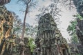 Huge Banyan Tree Ancient Angkor Wat Ruins Panorama Sunrise Asia. Siem Reap, Cambodia