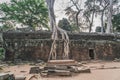 Huge Banyan Tree Ancient Angkor Wat Ruins Panorama Sunrise Asia