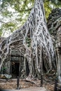 Huge Banyan Tree Ancient Angkor Wat Ruins Panorama Sunrise Asia