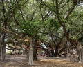 Huge Banyan Tree branches in Lahaina Maui Royalty Free Stock Photo