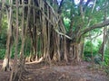 Huge banyan tree