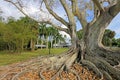 Huge Banyan tree or Moreton Bay fig in the back of the Edison and Ford Winter Estates in Fort Myers, USA Royalty Free Stock Photo