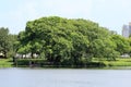 Huge Banyan Tree