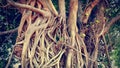 Huge Banyan Tree Trunk Branches and Roots Royalty Free Stock Photo