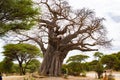 Huge baobab in the entrance of Tarangire National Park, in Tanzania