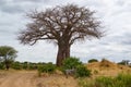 Huge baobab in the middle of the savanna of Tarangire National Park, in Tanzania, with some zebras resting