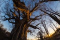 Huge Baobab plant in the african savannah with clear blue sky and sun star at sunset. Fisheye view from below. Botswana, one of th Royalty Free Stock Photo