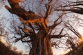 Huge Baobab plant in the african savannah with clear blue sky and sun star at sunset. Fisheye view from below. Botswana, one of th Royalty Free Stock Photo