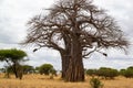 Huge baobab on the savanna of Tarangire National Park, in Tanzania, with yellow grass below it