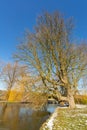 Huge bare trees on the edge of a pond with green grass with traces of snow