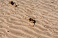 Huge beach after the sea tide Royalty Free Stock Photo