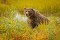 Huge bear in Brooks camp in Alaska Royalty Free Stock Photo