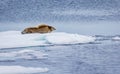 Huge bearded seal  rests on ice floe in Arctic Royalty Free Stock Photo